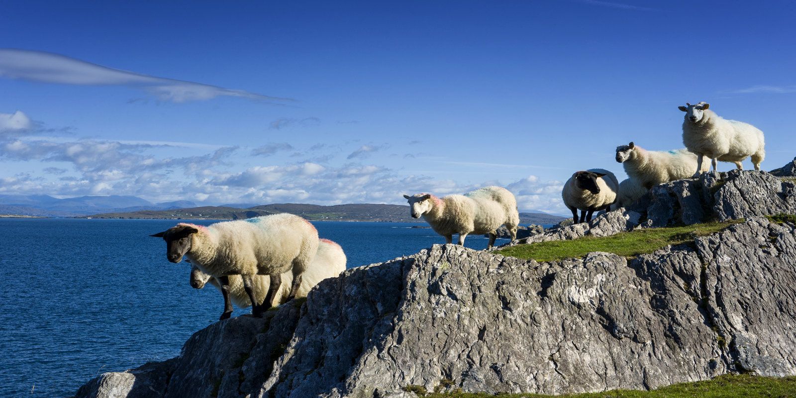 Sheeps Head Celtic Ross