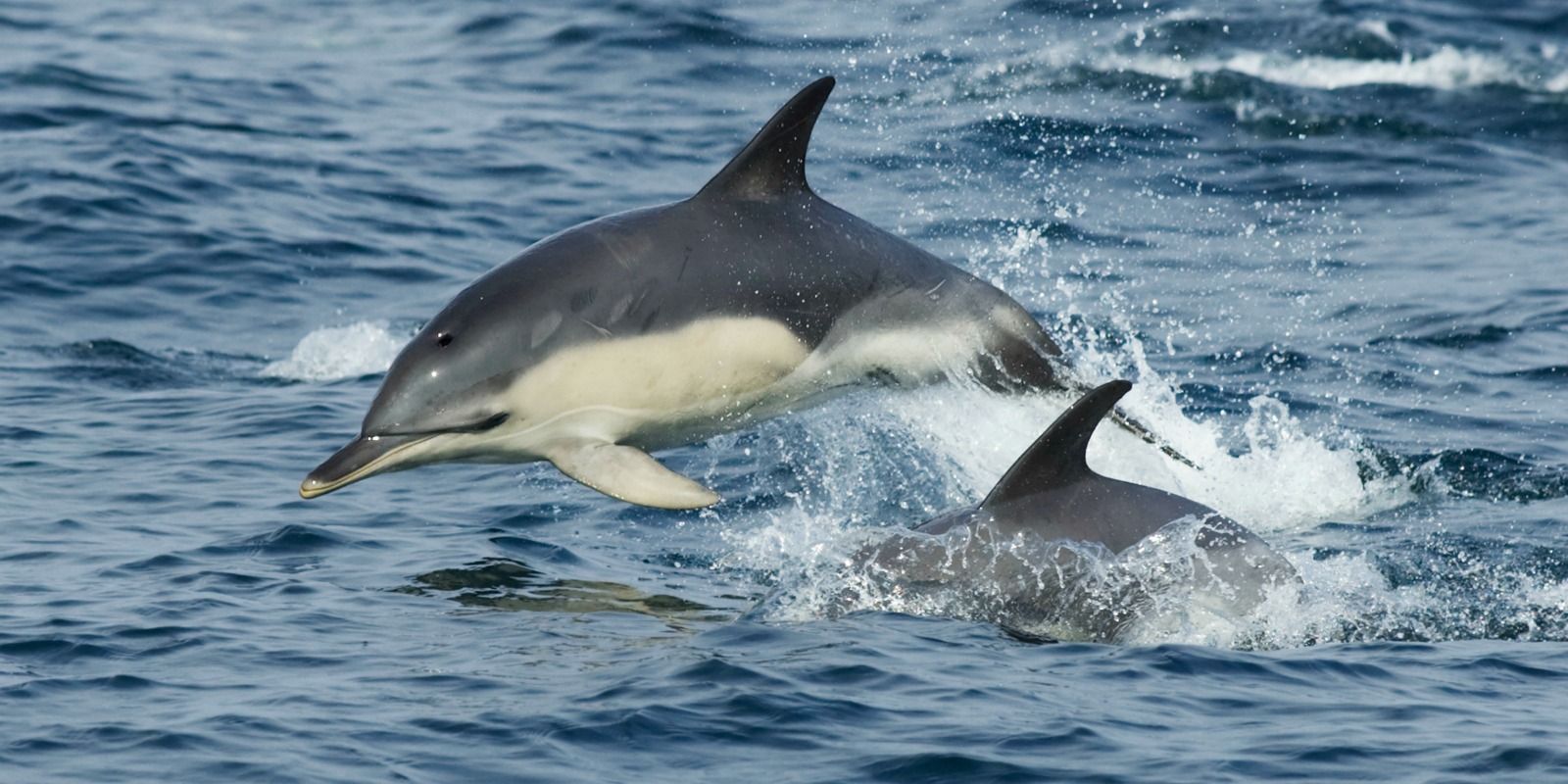 Dolphins Celtic Ross Hotel