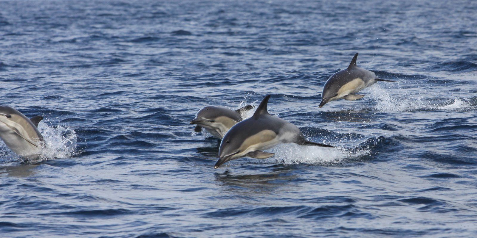 Dolphin Watching Celtic Ross