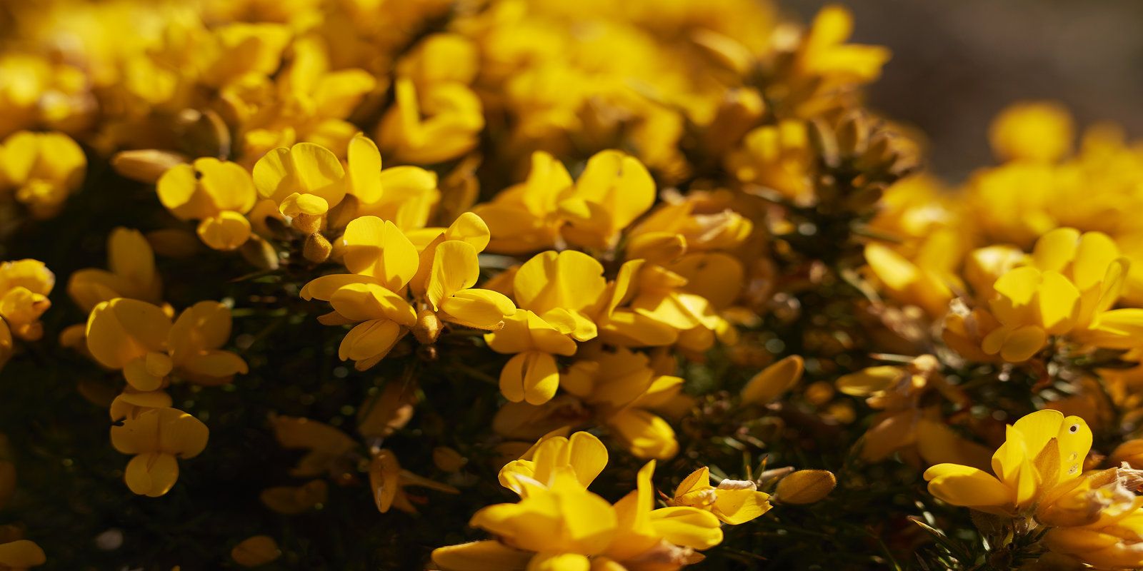 Yellow Flowers close to Celtic Ross