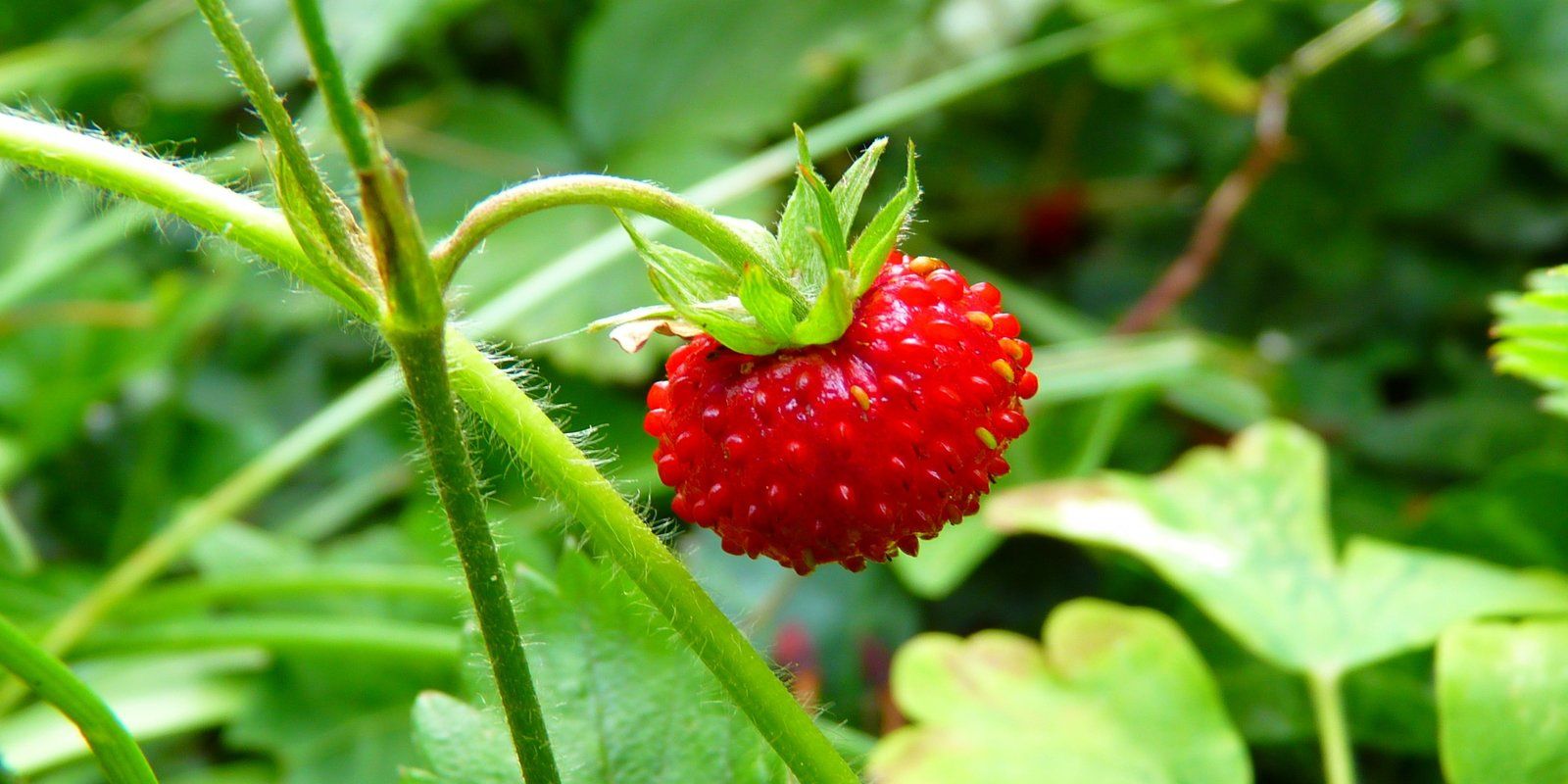 Strawberry Celtic Ross 