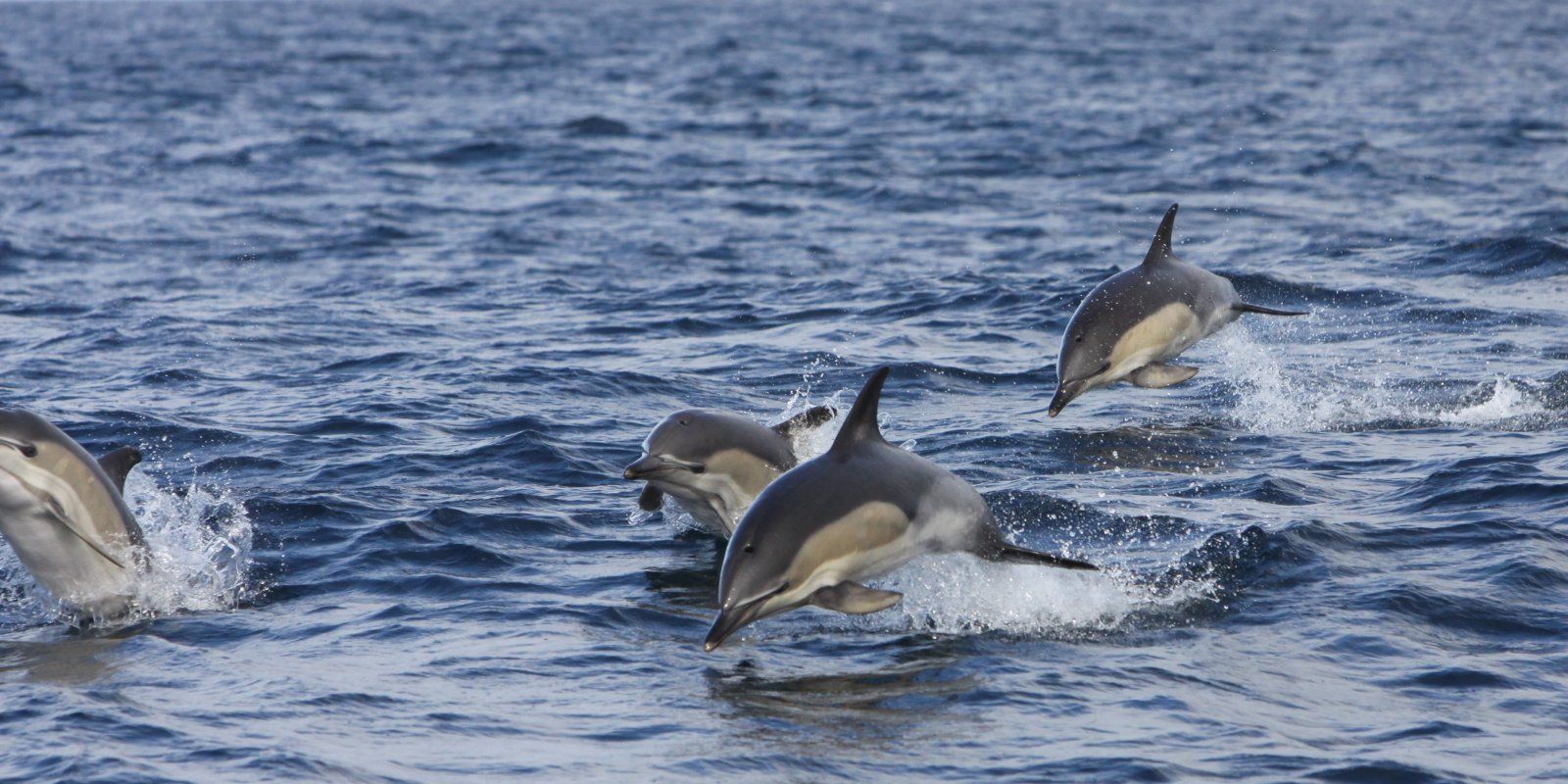 Common Dolphin