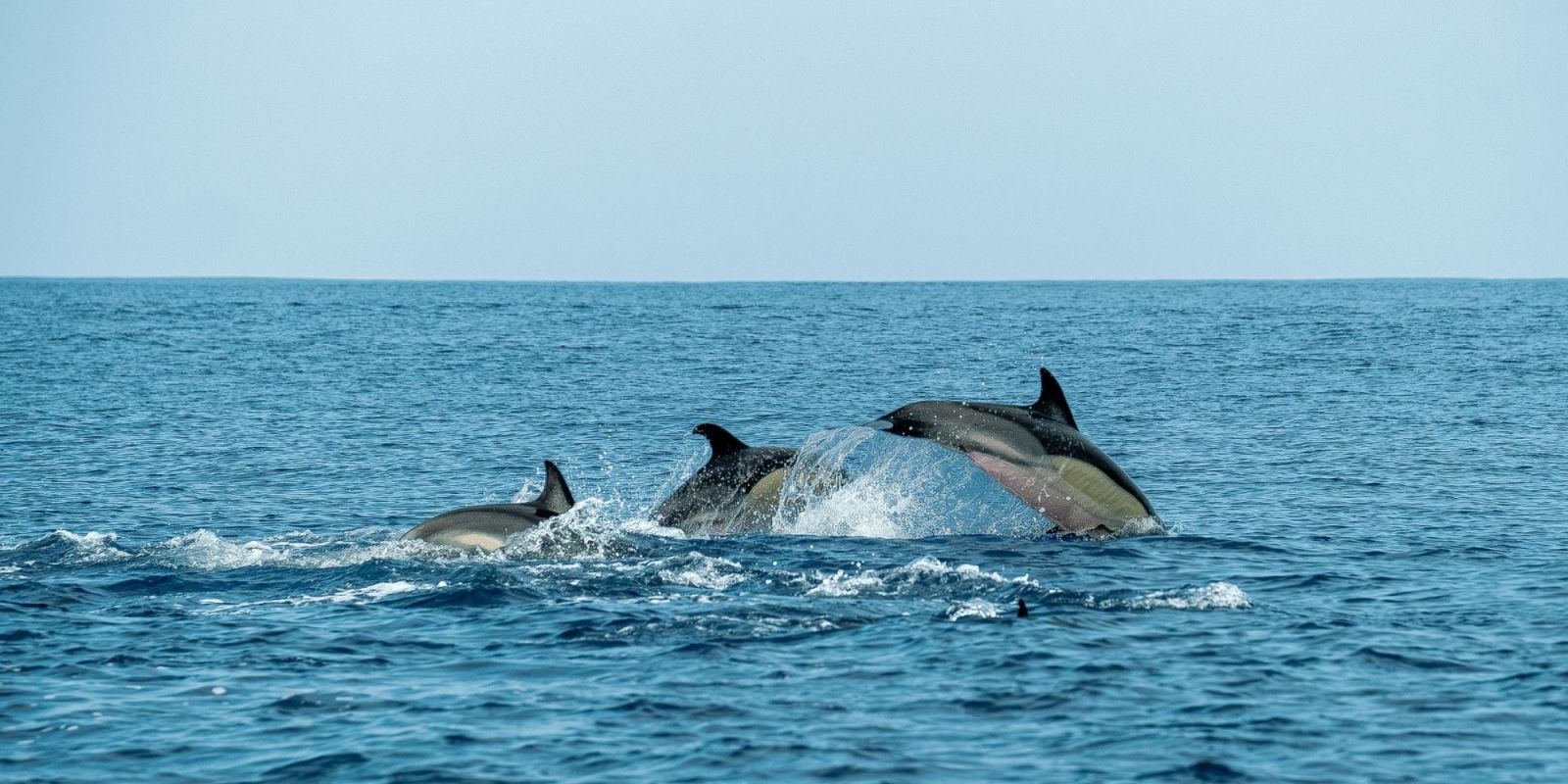 Untitled (423.333 x 211.666 mm)