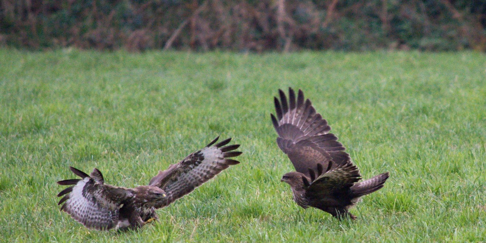 Buzzard Wildlife Celtic Ross