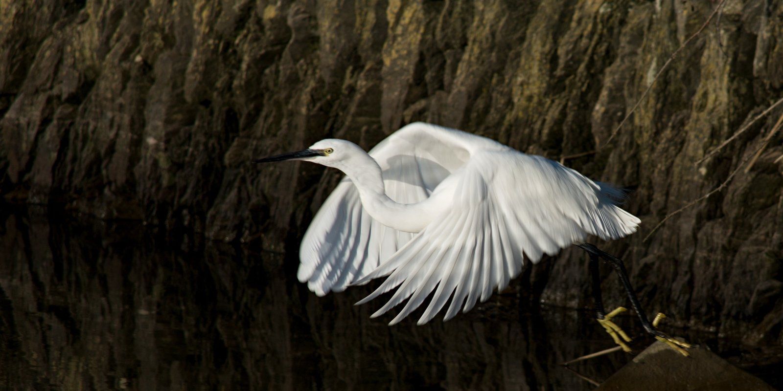 Egret Celtic Ross