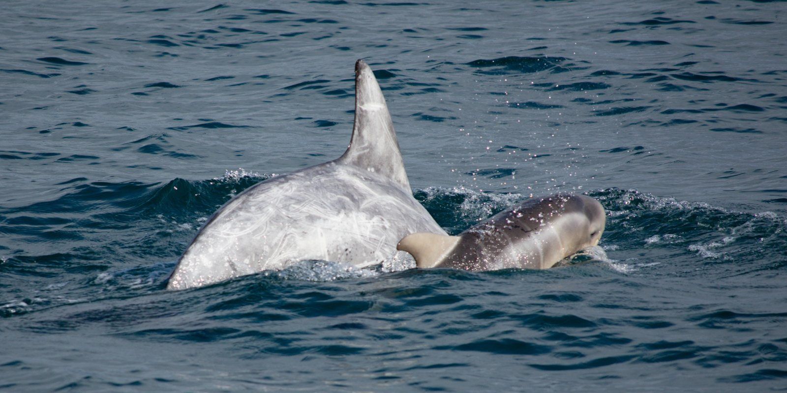 Dolphin Wildlife Celtic Ross