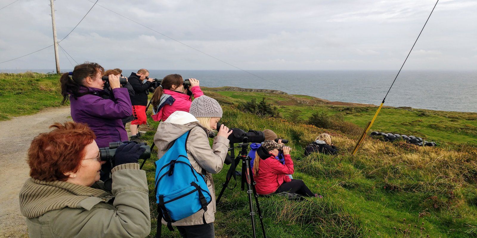 Wildlife Celtic Ross