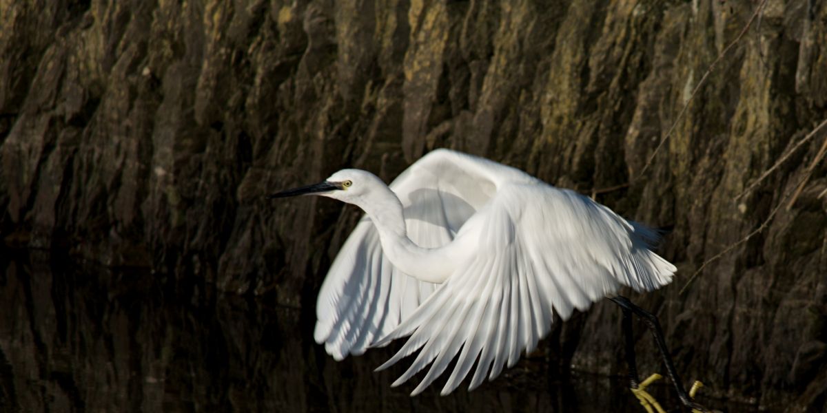 Little Egret Rosscarbery