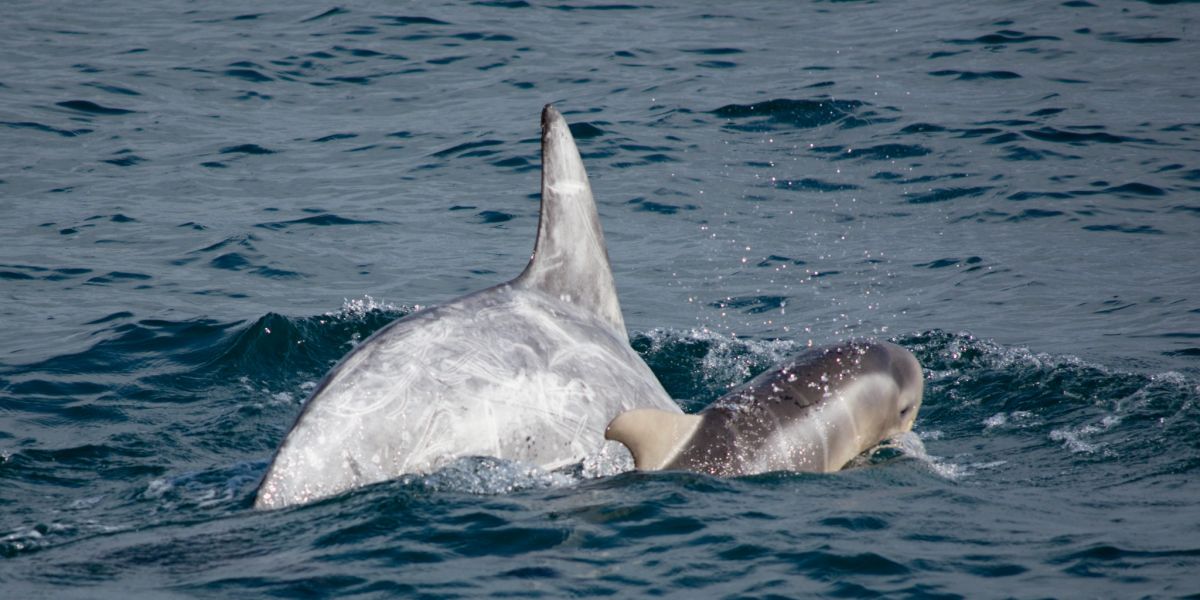 Rissos Dolphin mother and calf