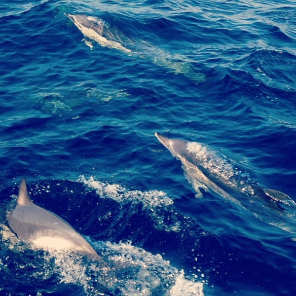 dolphins