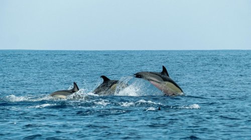 Whale Watching
